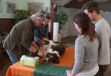 Erste Hilfe für den Hund